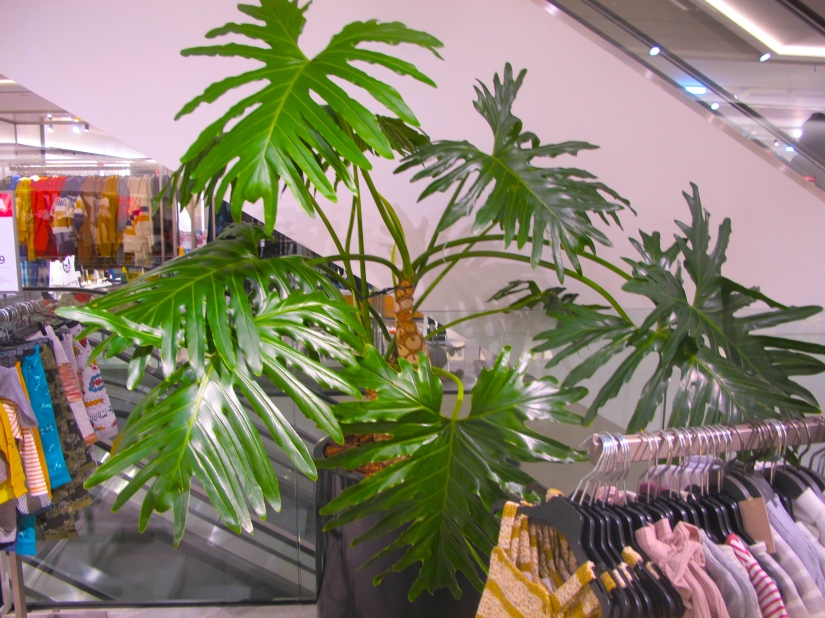 plants_in_fashion_shops